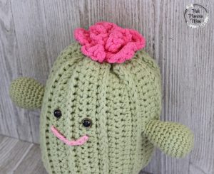 Rosie the Plushy Cactus with a top view of flower. 